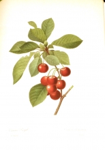 Redouté fruits and flowers 18/24